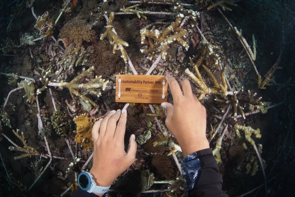 The Sustainability Partner plaque is attached to coral spider No. 6.