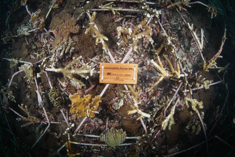 Coral spider No. 6, photographed from above.